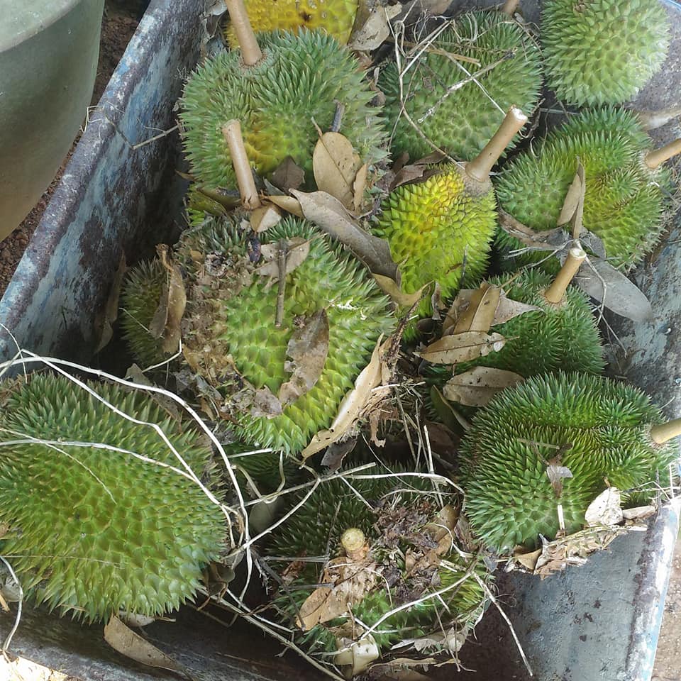 Tak Sampai RM20, Buat Sendiri Cheesecake Durian Gebu